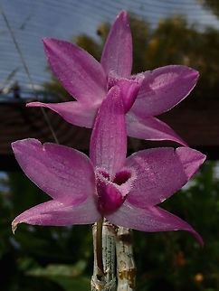 Hairy Lips I think the part of the Orchid that is 'hairy' is called Lips?
Saw this Orchid at the Garden of the Sleeping Giant. Fiji,Flower,Flowers,Orchid,Orchids,Plant