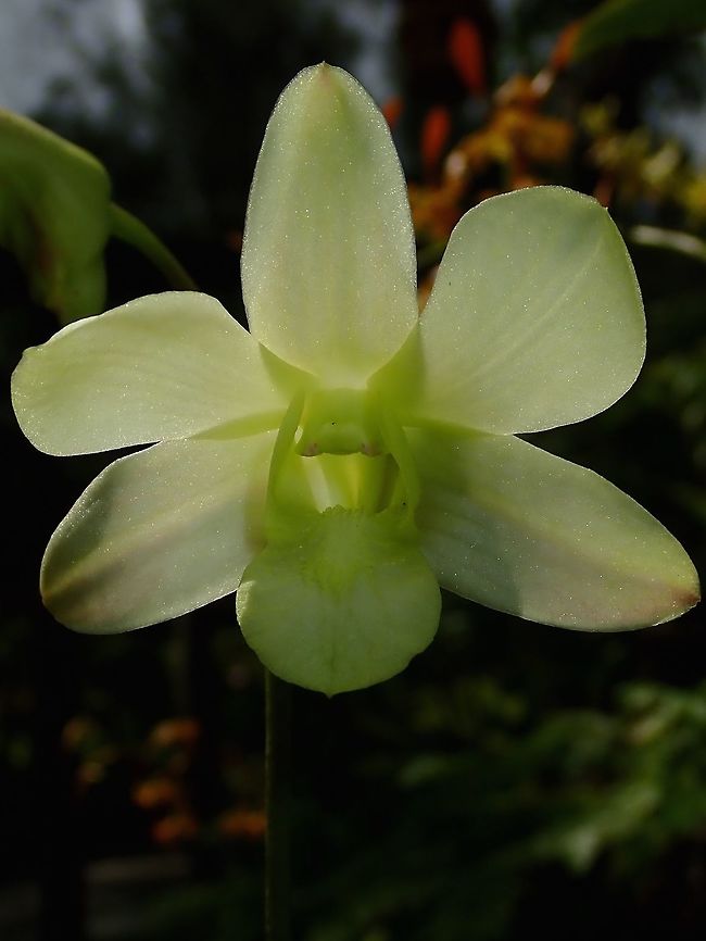 Light Green Orchid Light green coloured Orchids, seen at the Garden of the Sleeping Giant. Fiji,Flower,Flowers,Orchid,Orchids,Plant