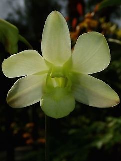 Light Green Orchid Light green coloured Orchids, seen at the Garden of the Sleeping Giant. Fiji,Flower,Flowers,Orchid,Orchids,Plant