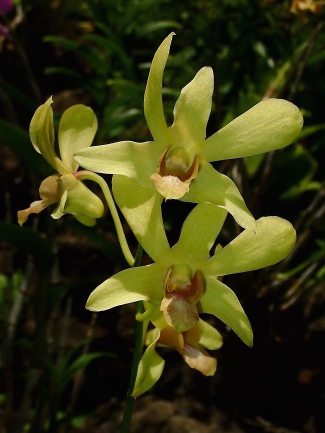 Greenish Yellow Orchids, seen at the Garden of the Sleeping Giant. Fiji,Flower,Flowers,Orchid,Orchids,Plant