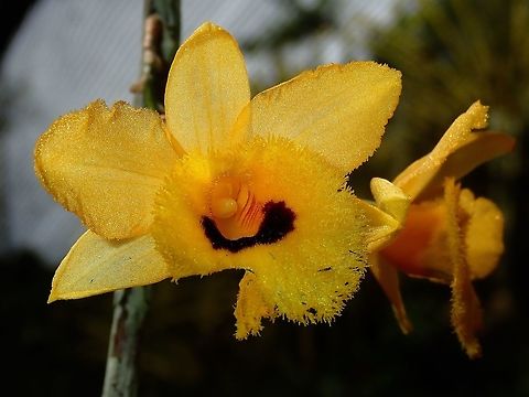 Yellow Hairy - Dendrobium paxtonii Yellow Orchids with hairy lips, seen at the Garden of the Sleeping Giant. Dendrobium paxtonii,Fiji,Flower,Flowers,Orchid,Orchids,Plant