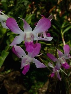 Shades of Purple Orchids, seen at the Garden of Sleeping Giant. Fiji,Flower,Flowers,Orchid,Orchids,Plant