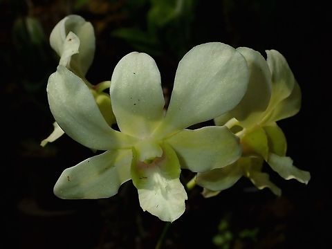 Pale A pale green/yellow/white coloured Orchid, seen at the Garden of the Sleeping Giant. Fiji,Flower,Flowers,Orchid,Orchids,Plant