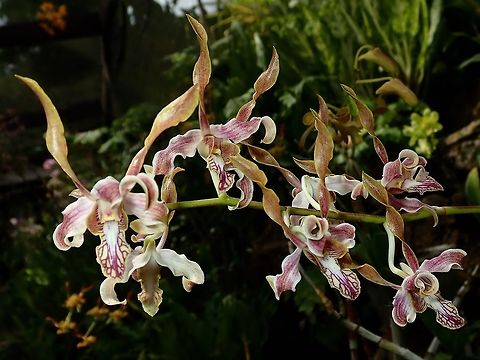 Twist & Curls Orchids, seen at the Garden of the Sleeping Giant.

Note : It is well known that there are also many hybrid Orchids at the Garden, but there were no lables/IDs to verify them, unfortunately. Fiji,Flower,Flowers,Orchid,Orchids,Plant