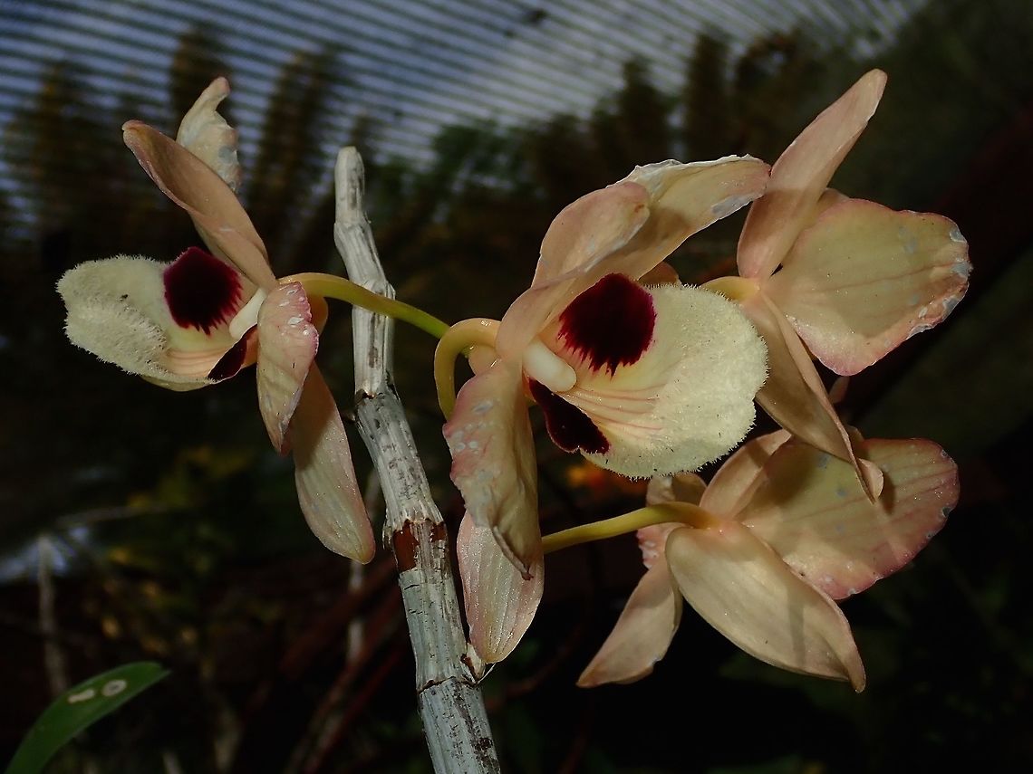Hairy Orange Orange coloured Orchids, seen at the Garden of the Sleeping Giant.<br />
 Charming Dendrobium,Dendrobium pulchellum,Fiji,Flower,Flowers,Orchid,Orchids,Plant