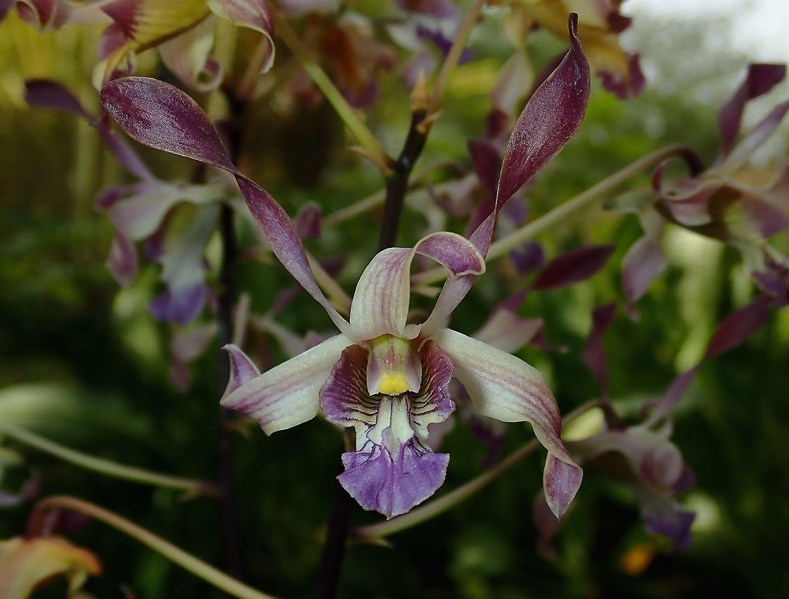 Orchids Orchids, seen at the Garden of the Sleeping Giant.<br />
<br />
Note : It is well known that there are also many hybrid Orchids at the Garden, but there were no lables/IDs to verify them, unfortunately. Fiji,Flower,Flowers,Orchid,Orchids,Plant