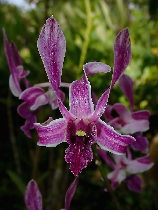 Purple Twist Orchids, seen at the Garden of the Sleeping Giant.<br />
<br />
Note : It is well known that there are also many hybrid Orchids at the Garden, but there were no lables/IDs to verify them, unfortunately. Fiji,Flower,Flowers,Orchid,Orchids,Plant