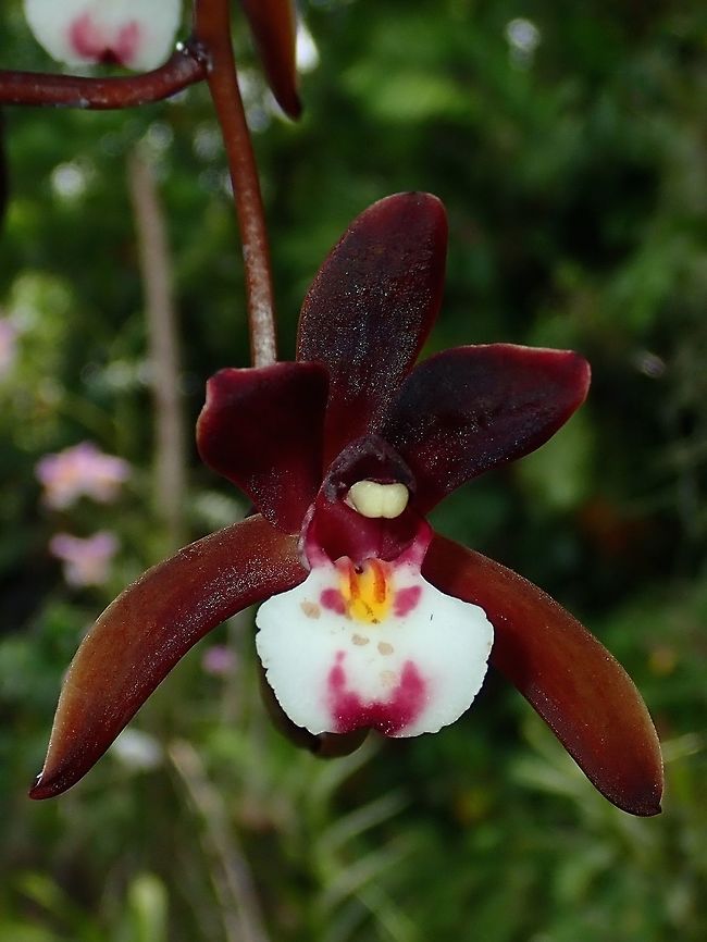 Brown with a twist of Pink This Orchid may not have the bright colour, but its nice in a different way.  The petals and sepal are dark brown in colour while the lip is whitish to pink with pink and yellow.<br />
<br />
Seen at the Garden of the Sleeping Giant. Black Purple Cymbidium,Cymbidium atropurpureum,Fiji,Flower,Flowers,Orchid,Orchids,Plant