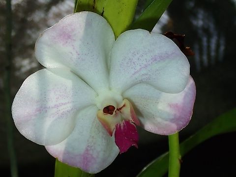 Round Roundish looking Orchid, seen at the Garden of the Sleeping Giant. Fiji,Flower,Flowers,Orchid,Orchids,Plant