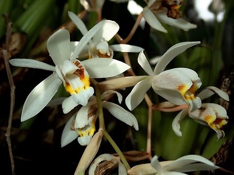 White Orchids - Coelogyne flaccida White coloured Orchids, seen at the Garden of the Sleeping Giant. Coelogyne flaccida,Fiji,Flower,Flowers,Orchid,Orchids,Plant