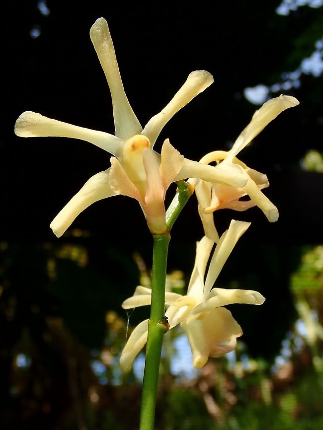 Yellow/Orange Yellowish to Orange coloured Orchids, seen at the Garden of the Sleeping Giant. Fiji,Flower,Flowers,Orchid,Orchids,Plant