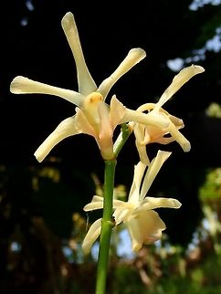 Yellow/Orange Yellowish to Orange coloured Orchids, seen at the Garden of the Sleeping Giant. Fiji,Flower,Flowers,Orchid,Orchids,Plant