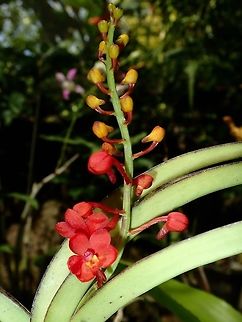 Red Orchids Small sized Red Orchids, seen at the Garden of the Sleeping Giant. Fiji,Flower,Flowers,Orchid,Orchids,Plant