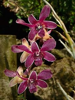 Orchids Orchids, seen at the Garden of the Sleeping Giant. Fiji,Flower,Flowers,Orchid,Orchids,Plant