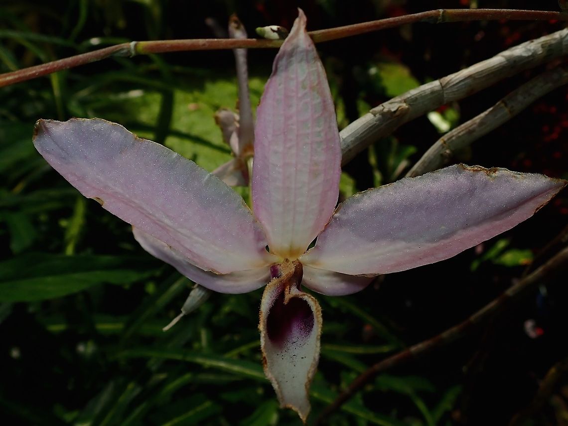 Faded A large sized, light purple coloured Orchid, already fading.<br />
Seen at the Garden of the Sleeping Giant. Fiji,Flower,Flowers,Orchid,Orchids,Plant