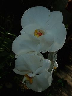 Moth Orchids - Phalaenopsis sp (?) This roundish Orchids are known as Moth Orchids, not sure of the ID though, probably from the genus Phalaenopsis;

Seen at the Garden of the Sleeping Giant. Fiji,Flower,Flowers,Moth Orchid,Orchid,Orchids,Phalaenopsis,Phalaenopsis sp,Plant