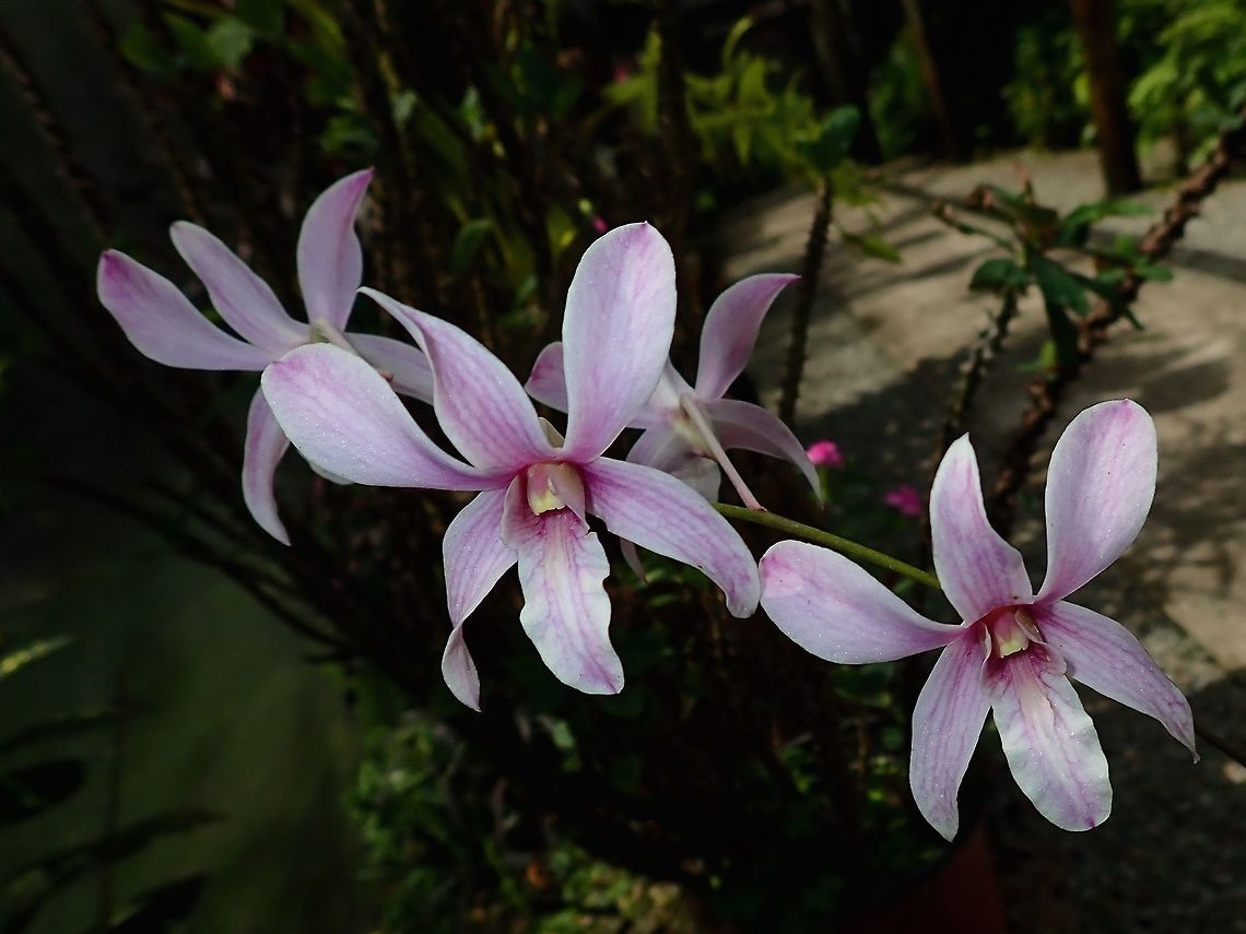Orchids Orchids, seen at the Garden of the Sleeping Giant. Fiji,Flower,Flowers,Orchid,Orchids,Plant