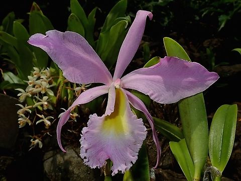 Large Orchid Large size Orchid, seen at the Garden of the Sleeping Giant. Fiji,Flower,Flowers,Orchid,Orchids,Plant
