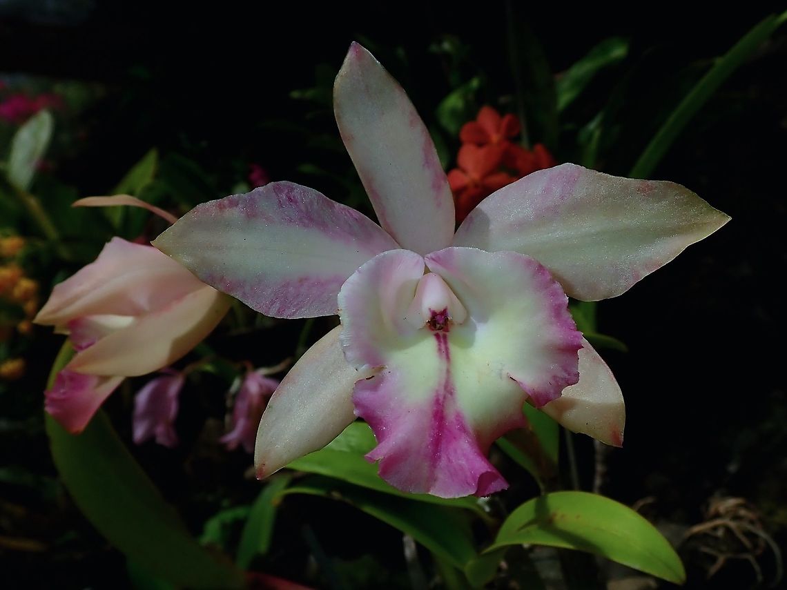 Shades of Purple on White Orchid, seen at the Garden of the Sleeping Giant. Fiji,Flower,Flowers,Orchid,Orchids,Plant