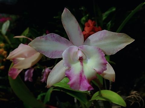 Shades of Purple on White Orchid, seen at the Garden of the Sleeping Giant. Fiji,Flower,Flowers,Orchid,Orchids,Plant