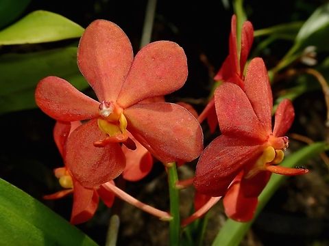 Orange Red Orchids, seen at the Garden of the Sleeping Giant. Fiji,Flower,Flowers,Orchid,Orchids,Plant
