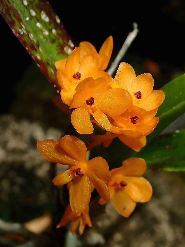 Orange Orchids Orange coloured Orchids, seen at the Garden of the Sleeping Giant. Ascocentrum garayii,Fiji,Flower,Flowers,Garay's Ascocentrum,Orchid,Orchids,Plant