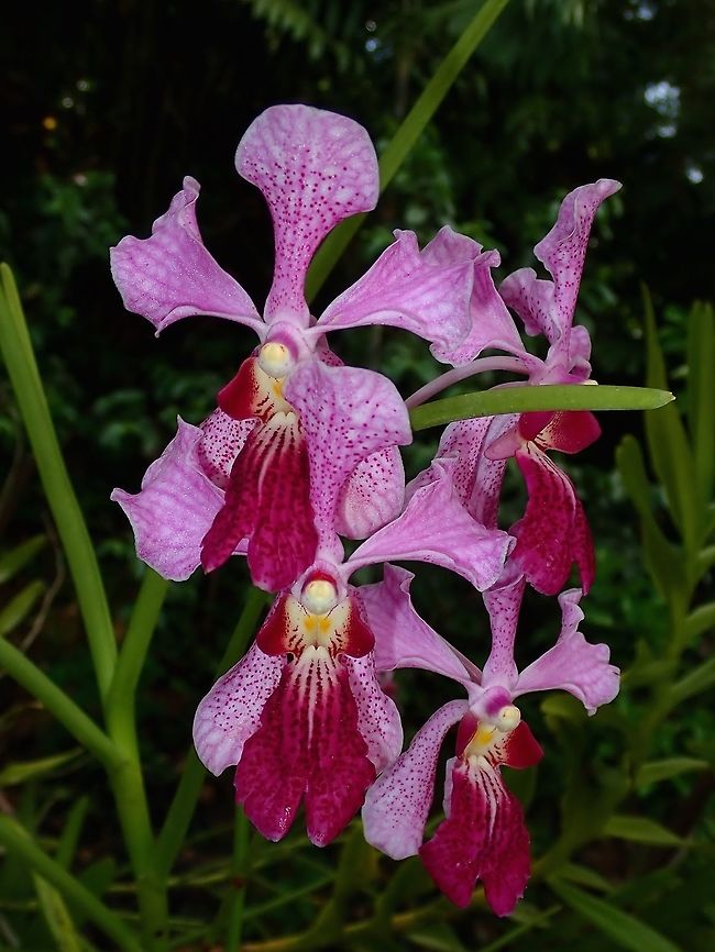 Orchids Orchids, seen at the Garden of the Sleeping Giant. Fiji,Flower,Flowers,Orchid,Orchids,Plant