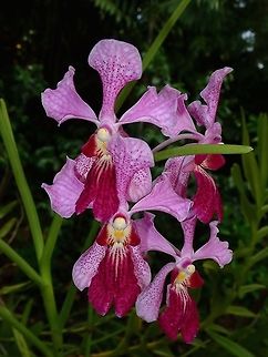 Orchids Orchids, seen at the Garden of the Sleeping Giant. Fiji,Flower,Flowers,Orchid,Orchids,Plant