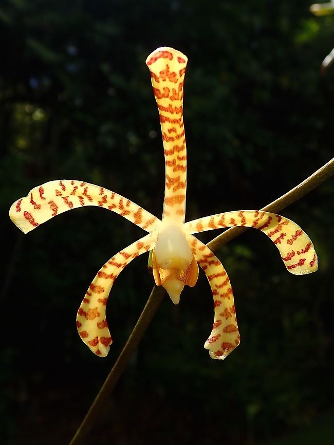 Scorpion Orchid - Arachnis flos-aeris Scorpion Orchid - Arachnis flos-aeris, seen at the Garden of the Sleeping Giant. Arachnis flos-aeris,Fiji,Flower,Flowers,Orchid,Orchids,Plant,Scorpion Orchid