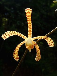 Scorpion Orchid - Arachnis flos-aeris Scorpion Orchid - Arachnis flos-aeris, seen at the Garden of the Sleeping Giant. Arachnis flos-aeris,Fiji,Flower,Flowers,Orchid,Orchids,Plant,Scorpion Orchid
