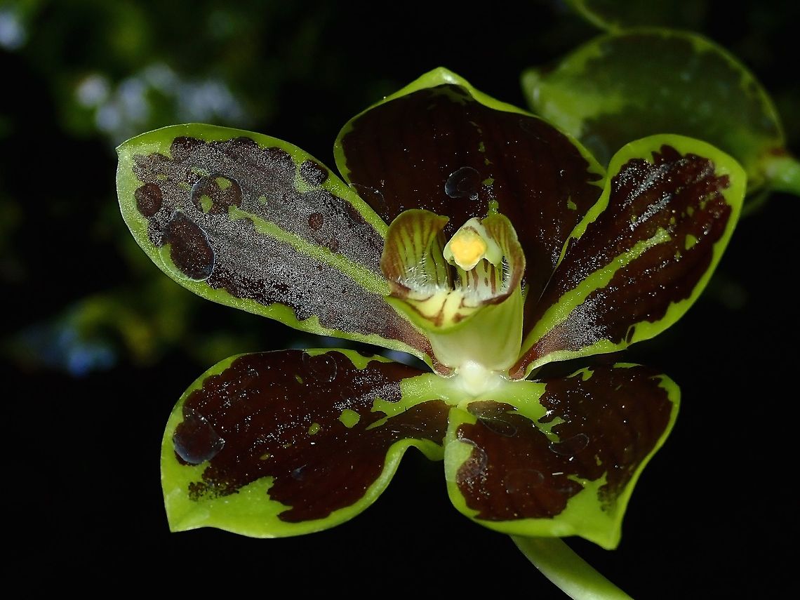 Brown on Green Orchids with green petals/sepal and large markings of dark brown.<br />
Seen at the Garden of the Sleeping Giant. Fiji,Flower,Flowers,Grammatophyllum multiflorum,Orchid,Orchids,Plant