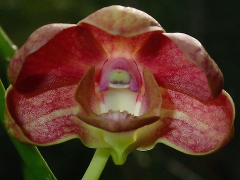 Orchid Orchid, seen at the Garden of the Sleeping Giant. Fiji,Flower,Flowers,Orchid,Orchids,Plant