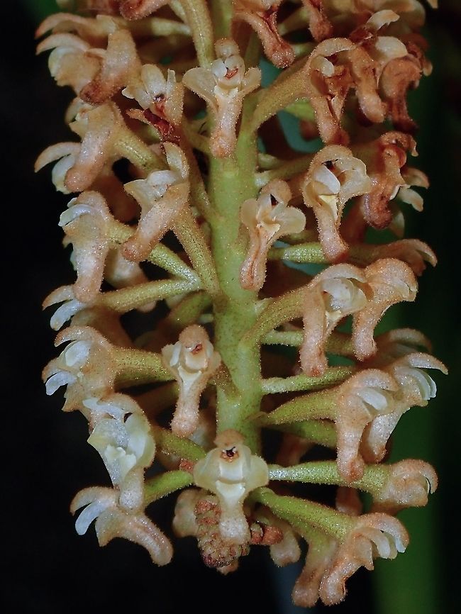 Orchid - Pinalia sp (?) Small sized Orchid in a tight bunch, probably from the genus Pinalia.<br />
<br />
Seen at the Garden of the Sleeping Giant. Fiji,Flower,Flowers,Orchid,Orchids,Pinalia,Pinalia sp,Plant