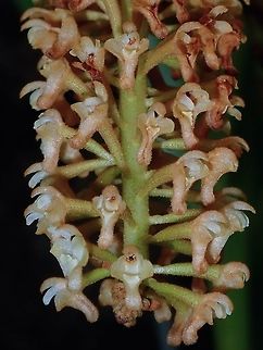 Orchid - Pinalia sp (?) Small sized Orchid in a tight bunch, probably from the genus Pinalia.

Seen at the Garden of the Sleeping Giant. Fiji,Flower,Flowers,Orchid,Orchids,Pinalia,Pinalia sp,Plant