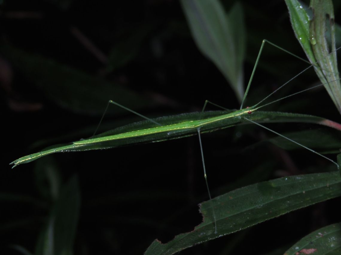 Stick Insect, Phasmid - Necroscia pallida Male Phasmid of the species Necroscia pallida.<br />
Almost all green in colour, he has lines of yellow running from the head on each side all the way back to the end of abdomen.  His also has yellow spots on his wings. Borneo,Malaysia,Necroscia pallida,Phasmatodea,Phasmid,Sabah,Stick Insect