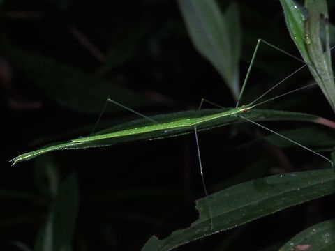 Stick Insect, Phasmid - Necroscia pallida Male Phasmid of the species Necroscia pallida.
Almost all green in colour, he has lines of yellow running from the head on each side all the way back to the end of abdomen.  His also has yellow spots on his wings. Borneo,Malaysia,Necroscia pallida,Phasmatodea,Phasmid,Sabah,Stick Insect