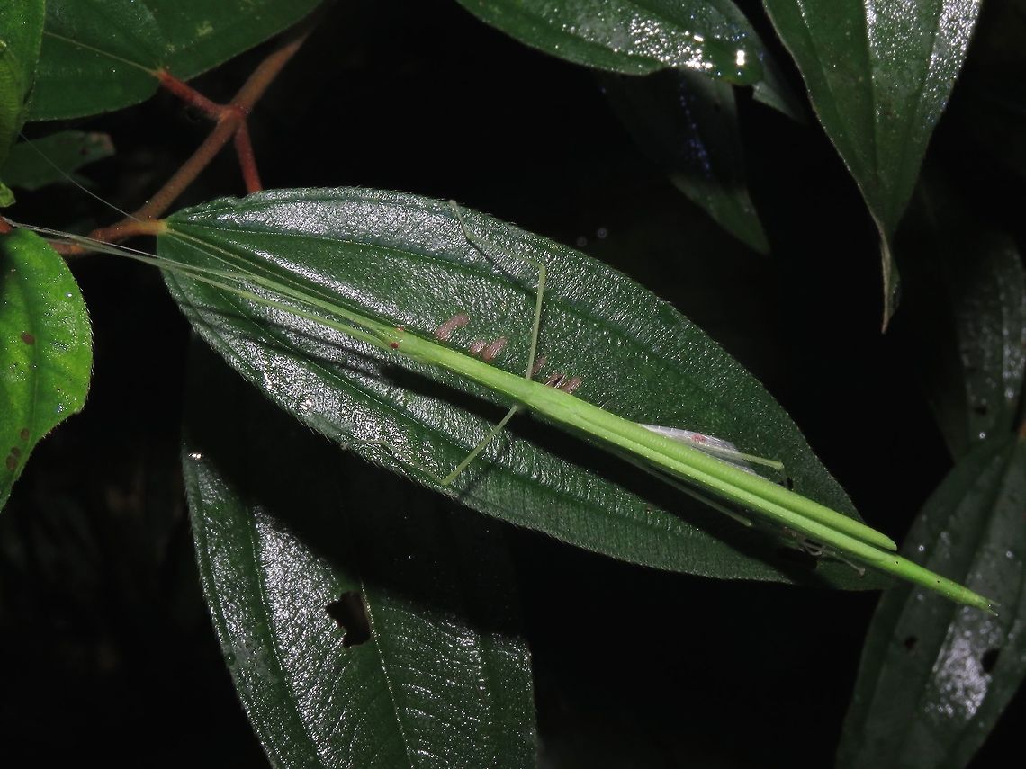 Stick Insect, Phasmid - Necroscia pallida Female Phasmid of the species Necroscia pallida.<br />
She is fully light green in colour unlike the males. Their wing membranes are all white, as can be seen in the picture, peeking out.              Borneo,Malaysia,Necroscia pallida,Phasmatodea,Phasmid,Sabah,Stick Insect