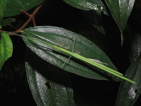 Stick Insect, Phasmid - Necroscia pallida Female Phasmid of the species Necroscia pallida.
She is fully light green in colour unlike the males. Their wing membranes are all white, as can be seen in the picture, peeking out.              Borneo,Malaysia,Necroscia pallida,Phasmatodea,Phasmid,Sabah,Stick Insect