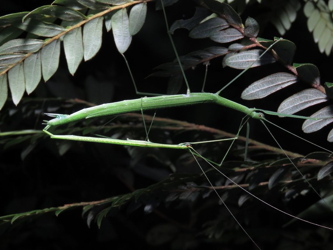 Sticky Couple A paid of Phasmids from the species Necroscia pallida                                Borneo,Malaysia,Necroscia pallida,Phasmatodea,Phasmid,Sabah,Stick Insect
