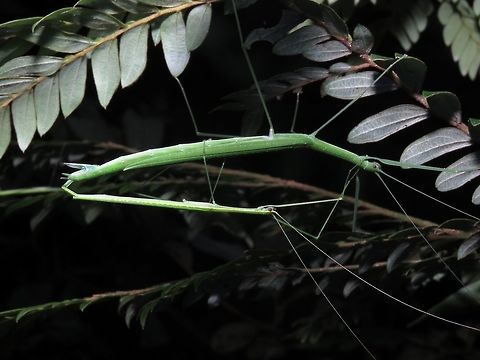 Sticky Couple A paid of Phasmids from the species Necroscia pallida                                Borneo,Malaysia,Necroscia pallida,Phasmatodea,Phasmid,Sabah,Stick Insect
