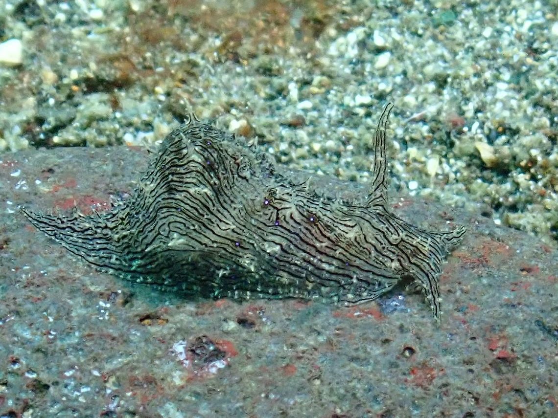 Lined Seahare - Stylocheilus striatus  Anilao,Batangas,Lined sea hare,Philippines,Sea Slug,Seahare,Stylocheilus striatus