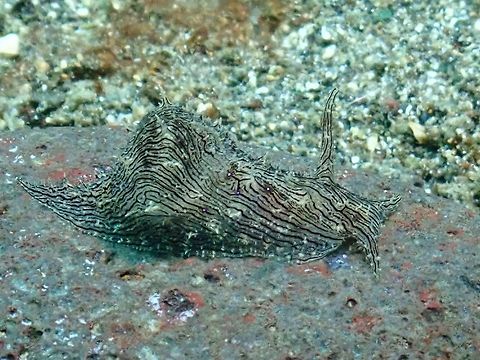 Lined Seahare - Stylocheilus striatus  Anilao,Batangas,Lined sea hare,Philippines,Sea Slug,Seahare,Stylocheilus striatus