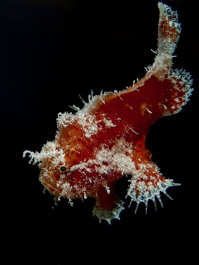 Cutie Froggy This Juvenile Spotfin Frogfish- Antennarius nummifer is around 1.5 cm in size.<br />
It was attracted by light at night behind our Boat, which attracted a lot of tiny planktons and this baby Frogfish came for a feast. Antennatus nummifer,Fish,Frogfish,Maldives,Spotfin Frogfish
