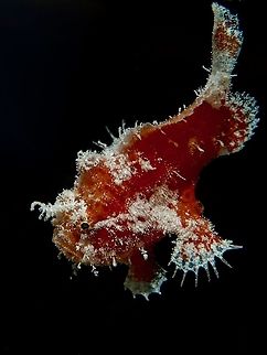 Cutie Froggy This Juvenile Spotfin Frogfish- Antennarius nummifer is around 1.5 cm in size.
It was attracted by light at night behind our Boat, which attracted a lot of tiny planktons and this baby Frogfish came for a feast. Antennatus nummifer,Fish,Frogfish,Maldives,Spotfin Frogfish