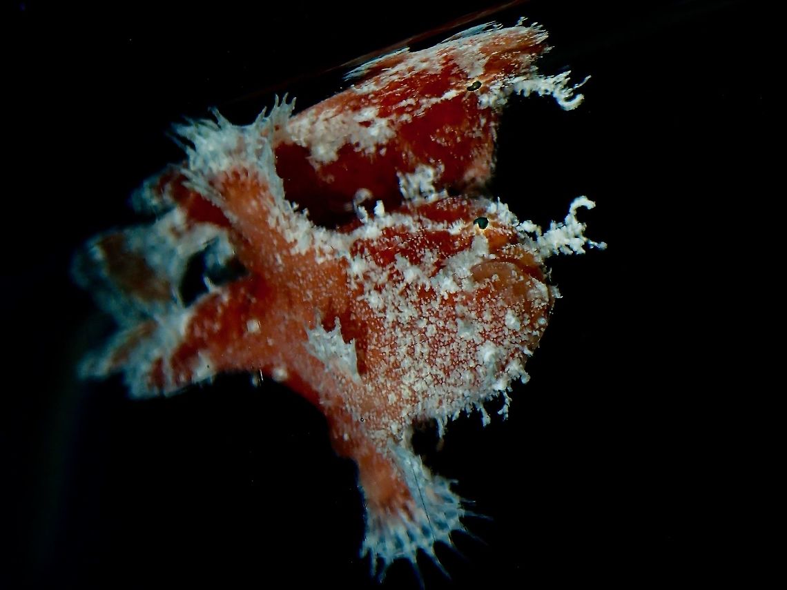 Reflection Baby Spotfin Frogfish - Antennarius nummifer near the surface, was trying to get a full reflection shot but it was difficult with the choppy sea condition. Antennatus nummifer,Fish,Frogfish,Maldives,Scarlet Frogfish,Spotfin Frogfish