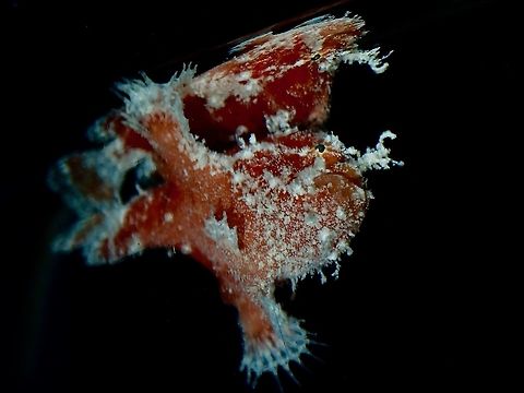 Reflection Baby Spotfin Frogfish - Antennarius nummifer near the surface, was trying to get a full reflection shot but it was difficult with the choppy sea condition. Antennatus nummifer,Fish,Frogfish,Maldives,Scarlet Frogfish,Spotfin Frogfish