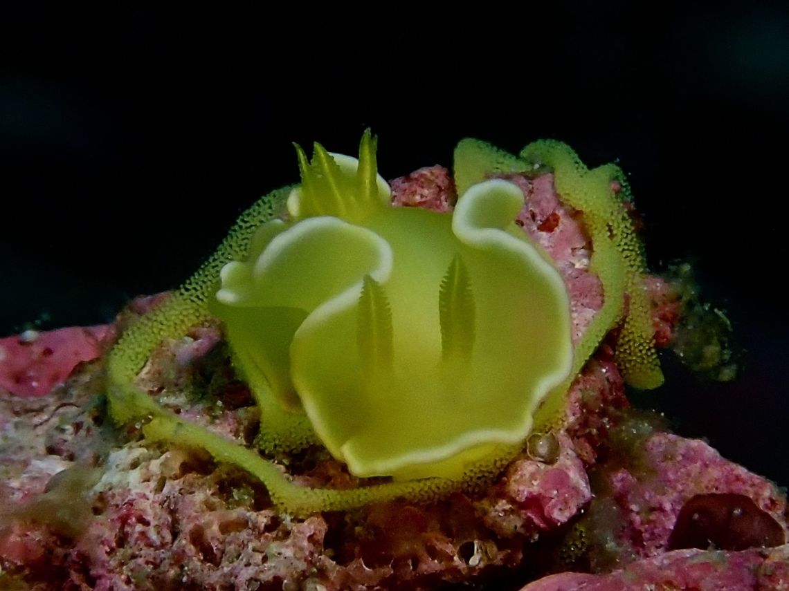 Laying Eggs This Diversidoris crocea Nudibranch was seen laying ribbons of eggs on coral rubbles.  It is small in size, around 1.5 cm. Cebu,Diversidoris crocea,Malapascua,Nudibranch,Philippines