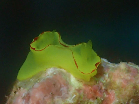 Nudibranch Small size Nudibranch - Diversidoris flava, of around 2 cm almost all yellow in colour with red in the mantle margins. Cebu,Diversidoris flava,Malapascua,Nudibranch,Philippines