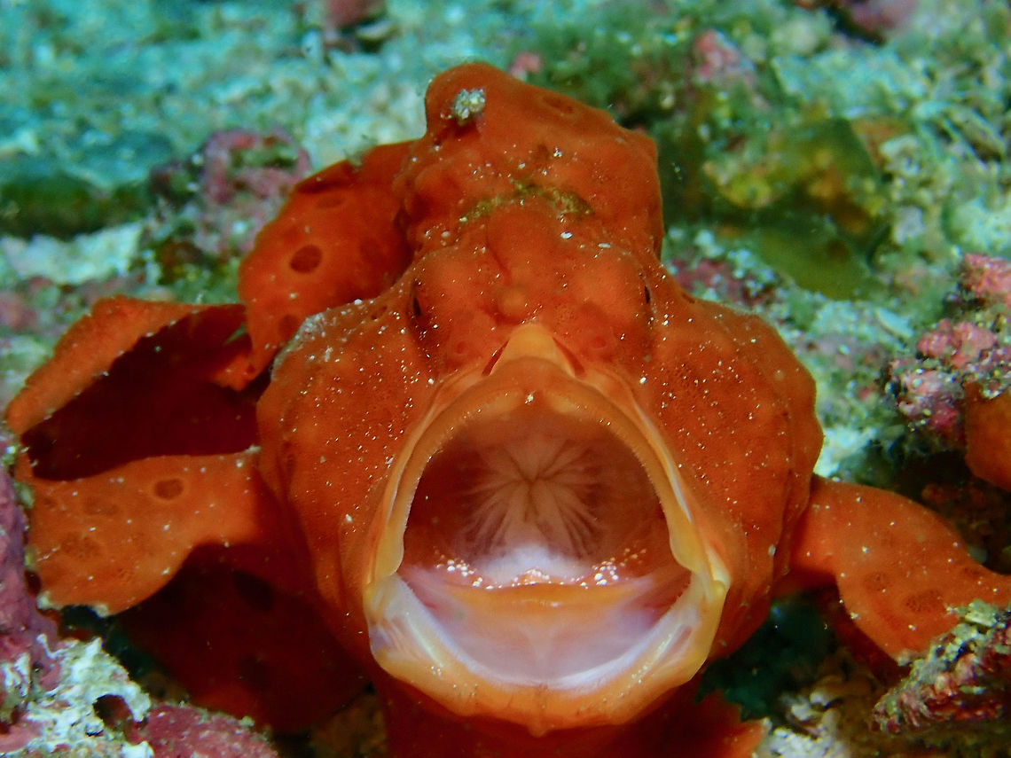 SCREAM! This Painted Frogfish - Antennarius pictus is seen with its mouth open, sometimes divers described this as yawn.  Frogfishes are favourite subject for underwater macro photographers as they can be difficult to find due to their camouflage.  They don&#039;t moves much, making it very easy to take close-up pictures of them.  However, if you have the patience and spend more time with them, they may not like the attention and will open their mouth as captured in this picture as a way to tell you to buzz off! lol Antennarius pictus,Cebu,Fish,Frogfish,Malapascua,Painted frogfish,Philippines