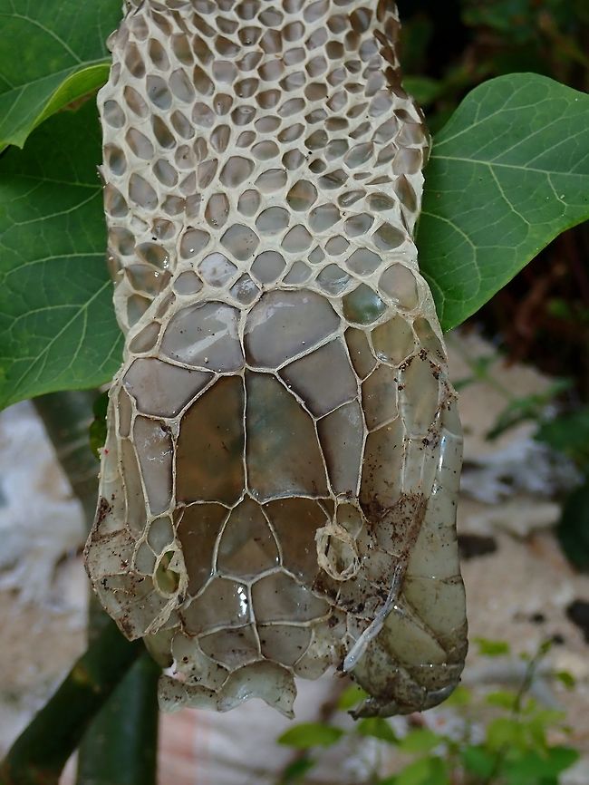 I'm changing Skin! Moulted skin of King Cobra - Ophiophagus hannah.<br />
Found this freshly moulted skin during surface interval of my dives along a beach near a local village.  The skin looks fresh and very complete.  I laid out the skin in a straight line and it measures nearly 3 meters in length! Batangas,Cobra,King cobra,Maricaban,Moulting,Ophiophagus hannah,Philippines,Snake